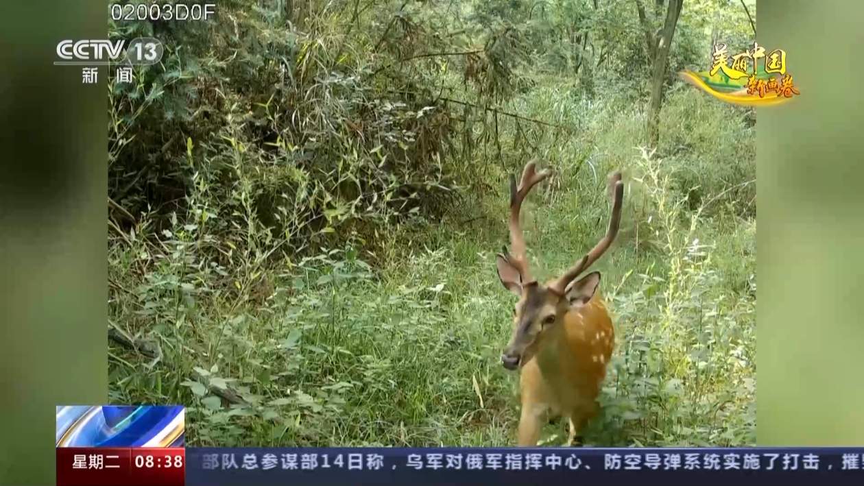 种群数量大幅增长 探秘江西桃红岭梅花鹿自然保护区