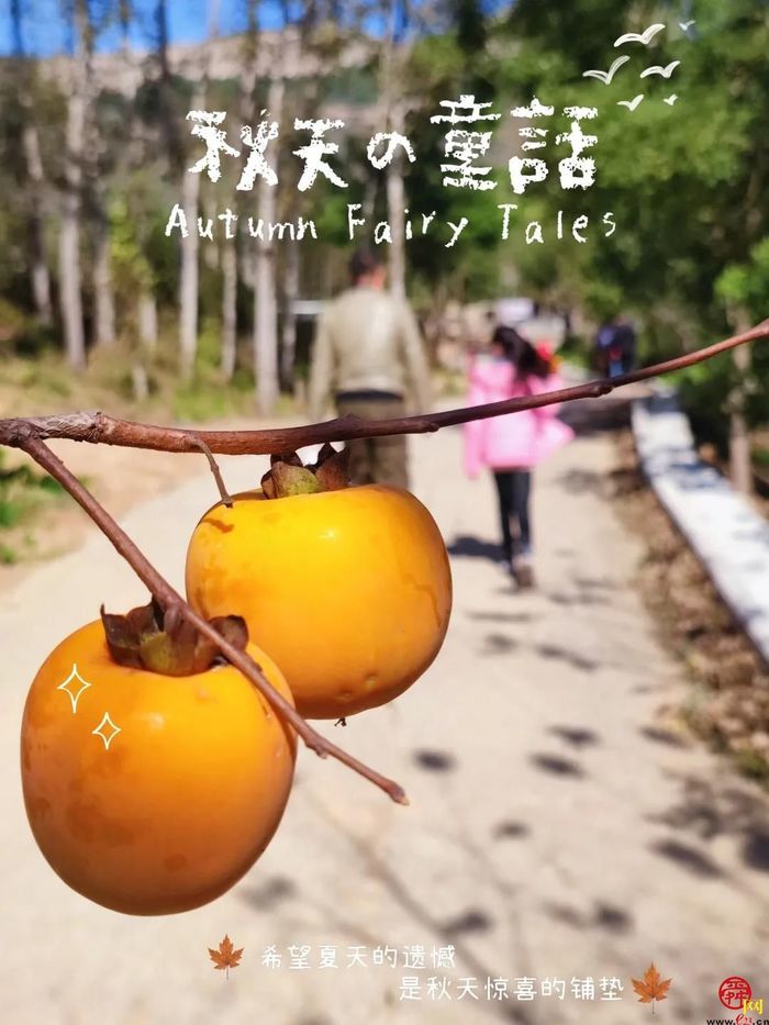 山师附小2018级6班猕猴桃采摘研学活动纪实（稿件有视频，麻烦编辑同事将视频置于链接处）