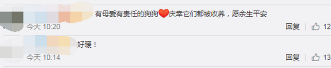 “狗妈妈冲入洪水救小狗”后续：目前被宠物店照顾，已有爱心人士收养