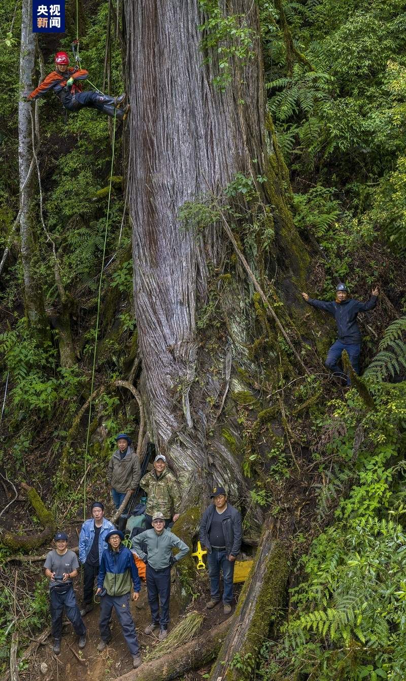 藏南柏木巨树群落综合科考完成 发布2棵巨树等身照