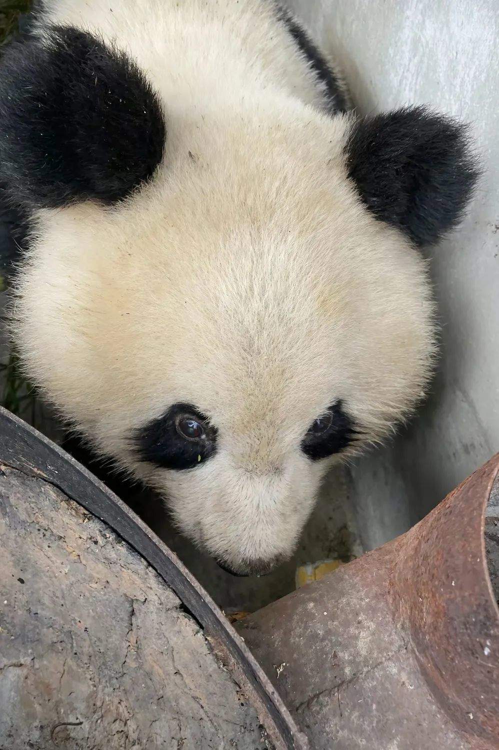 大熊猫溜进村民家引发关注，最新体检结果疑似生病