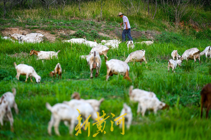 玉符河：上游放水中游渗透地下 下游放牧如草原风情