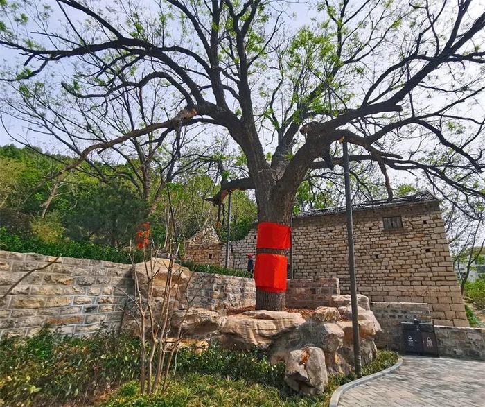 古槐、古皂荚、古榆、古银杏，2023年济南添20处“古树保护园”