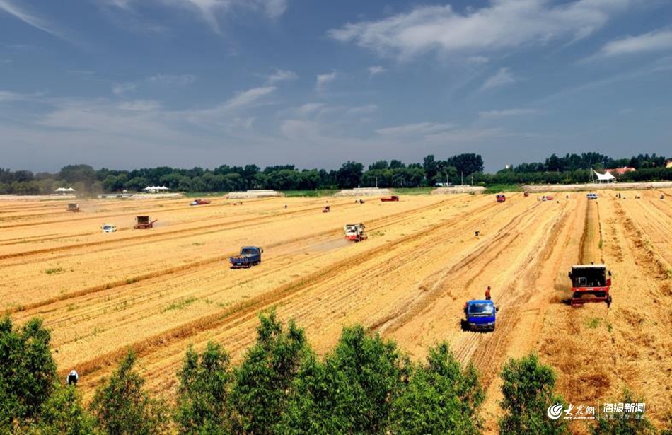 丰收在望，山东麦收进度已过六成