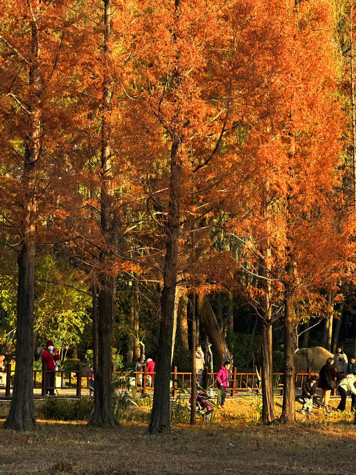 阳光普照气温升 户外休闲游园乐享周末时光