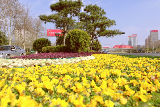 152万株花卉绽放春天 历下区园林中心完成早春布花工作
