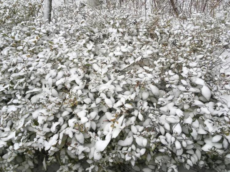 山东“断崖式”降温！淄博、威海等地雪花纷飞……更凶猛的低温和大雪还在后面