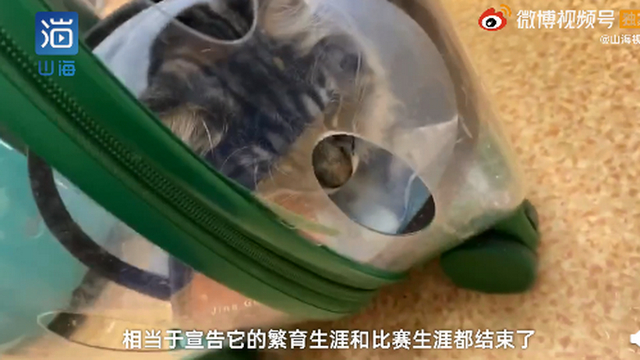 主人崩溃！名贵猫王后代被医院误做绝育，医院：不算医疗事故