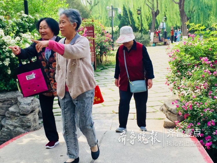 蔷薇正值盛花期，济南公园开花成海了！