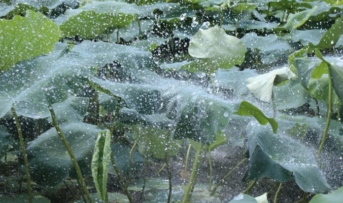 百名青年记者下基层丨归德寻农记：七月流火，共赏曹楼风荷