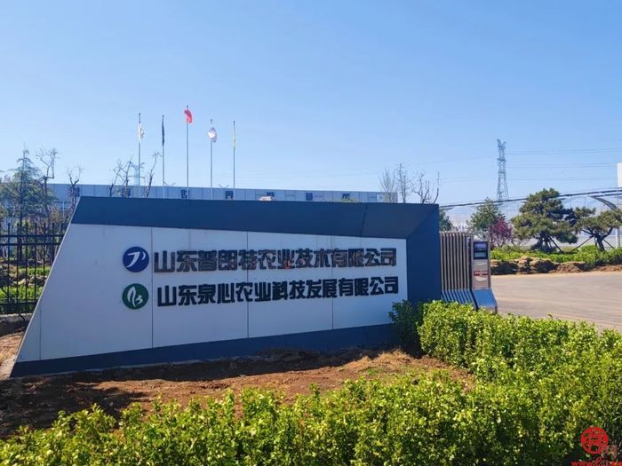 历城草莓又厉害了！济南泉心正培育开“芯”局的种苗