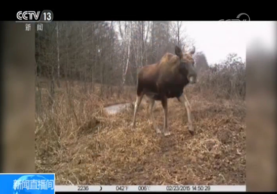 切尔诺贝利最新航拍：多种动物回归 首张3D辐射剂量图绘制