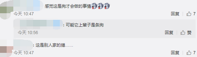 喵星人飞扑救下小主人！网友以为宝宝被咬，结果下一秒感动不已