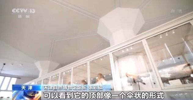 标本“活”起来 古动物明星圈粉百万 带你探秘天津自然博物馆