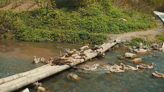 不可思议！重庆一农村用716根竹子造桥，竟获建筑界“奥斯卡”