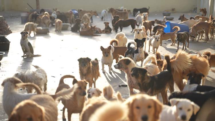 一人，十年，两千只流浪狗，她与它们在同一屋檐下共处