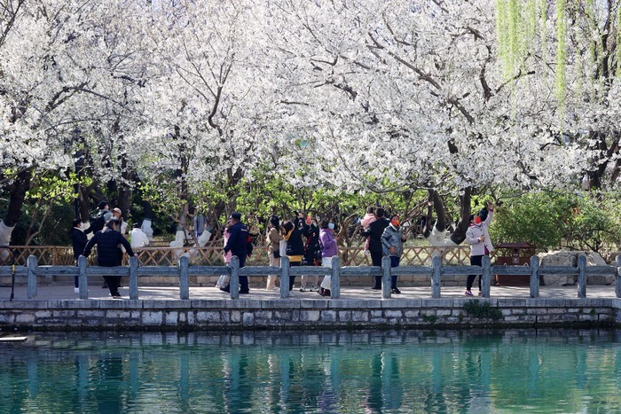 樱园春色满 花海五龙潭 第二十届五龙潭樱花节拉开帷幕