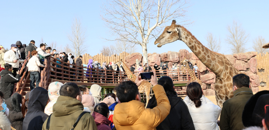 春节假期接待游客量突破百万人次 济南文旅集团交出亮眼“成绩单”
