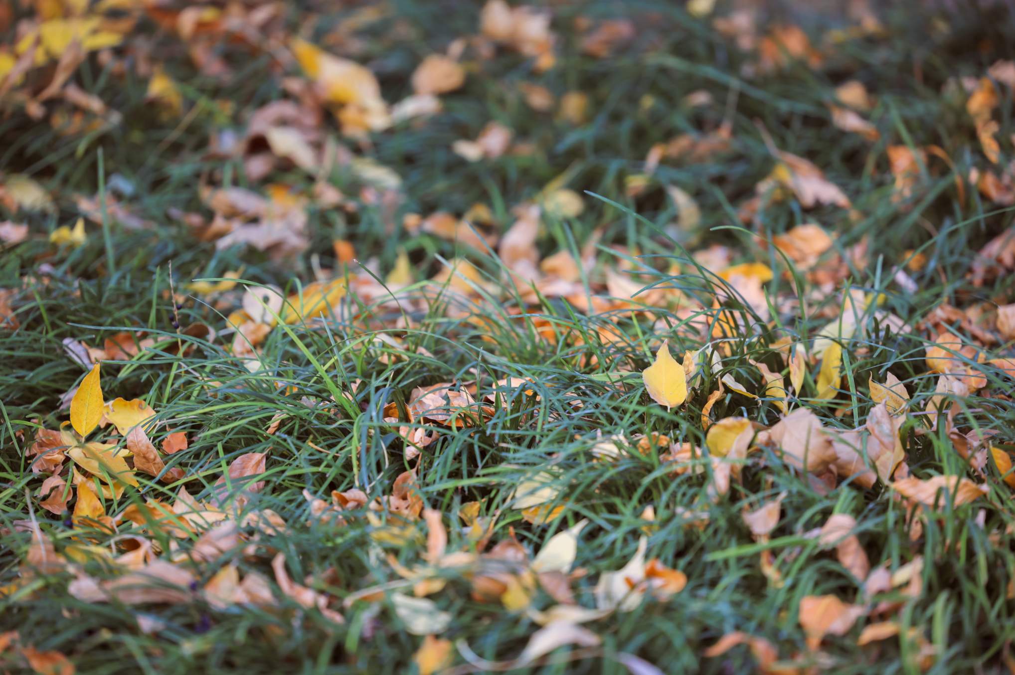 组图｜济南药山：闹中取静 秋意正浓