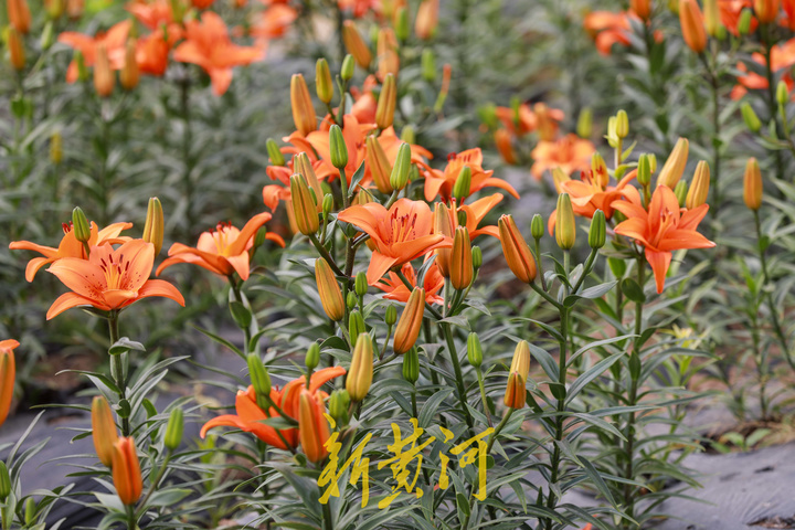 百合花海即将盛开，端午时节来赏花吧