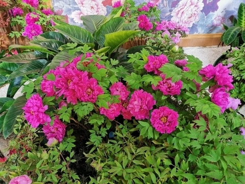 新年至 牡丹开！国花牡丹首次惊艳冬日济南