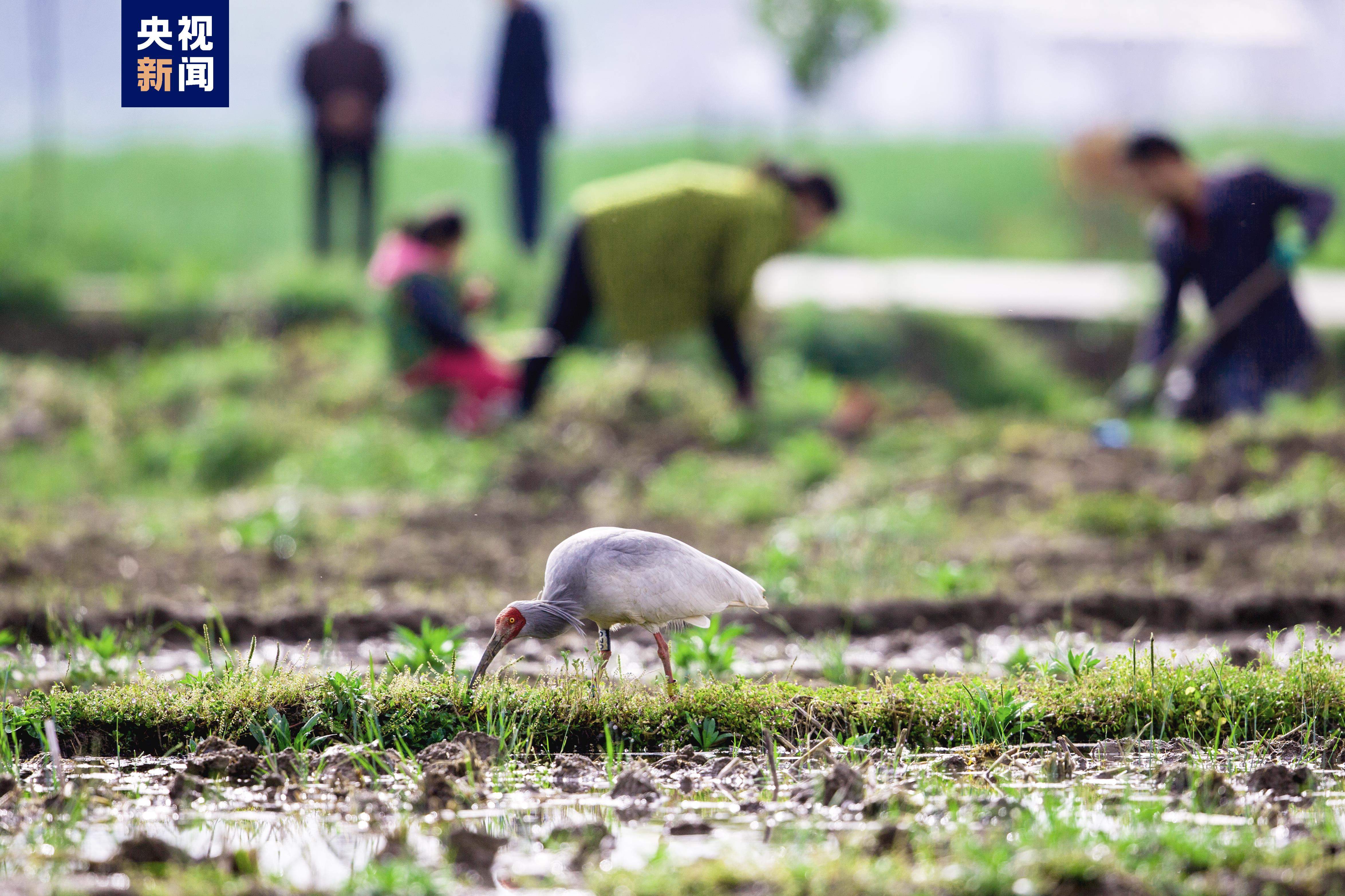 从仅剩7只到破万 朱鹮种群有效摆脱濒危局面