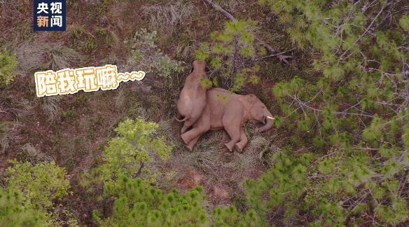 扭屁股、蹭蹭蹭……小象花式撒娇阻拦象妈妈午休