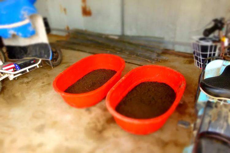 小蚯蚓首次出现在中央一号文件！“电捕蚯蚓”危害有多大？