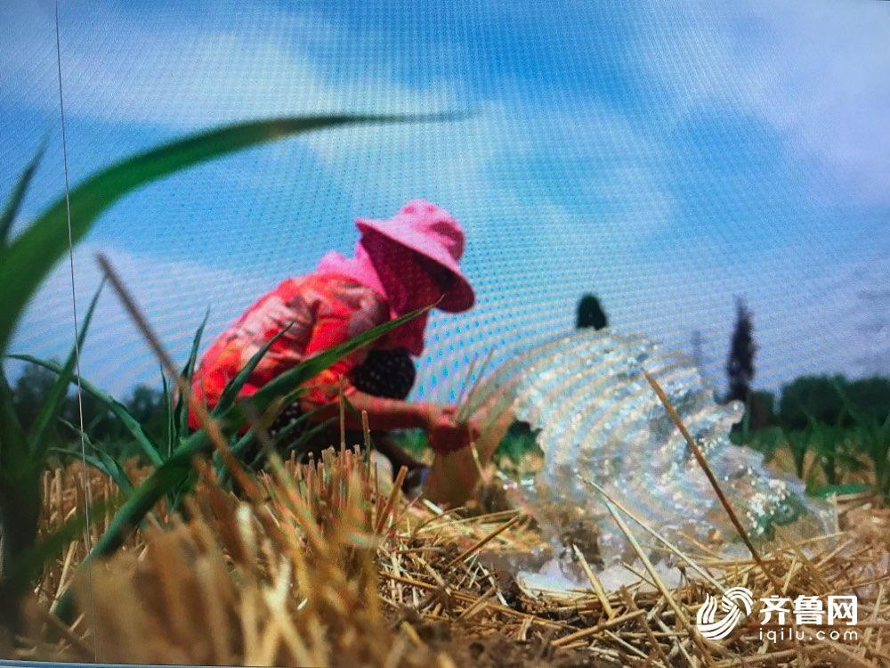 山东1533万亩农作物受旱 各地加强预警应对旱涝交替