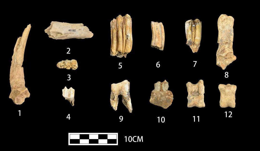 开启鲁版考古“盲盒” 山东4项目入围2022全国十大考古新发现