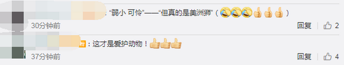 小奶猫是美洲狮原来是这样的 