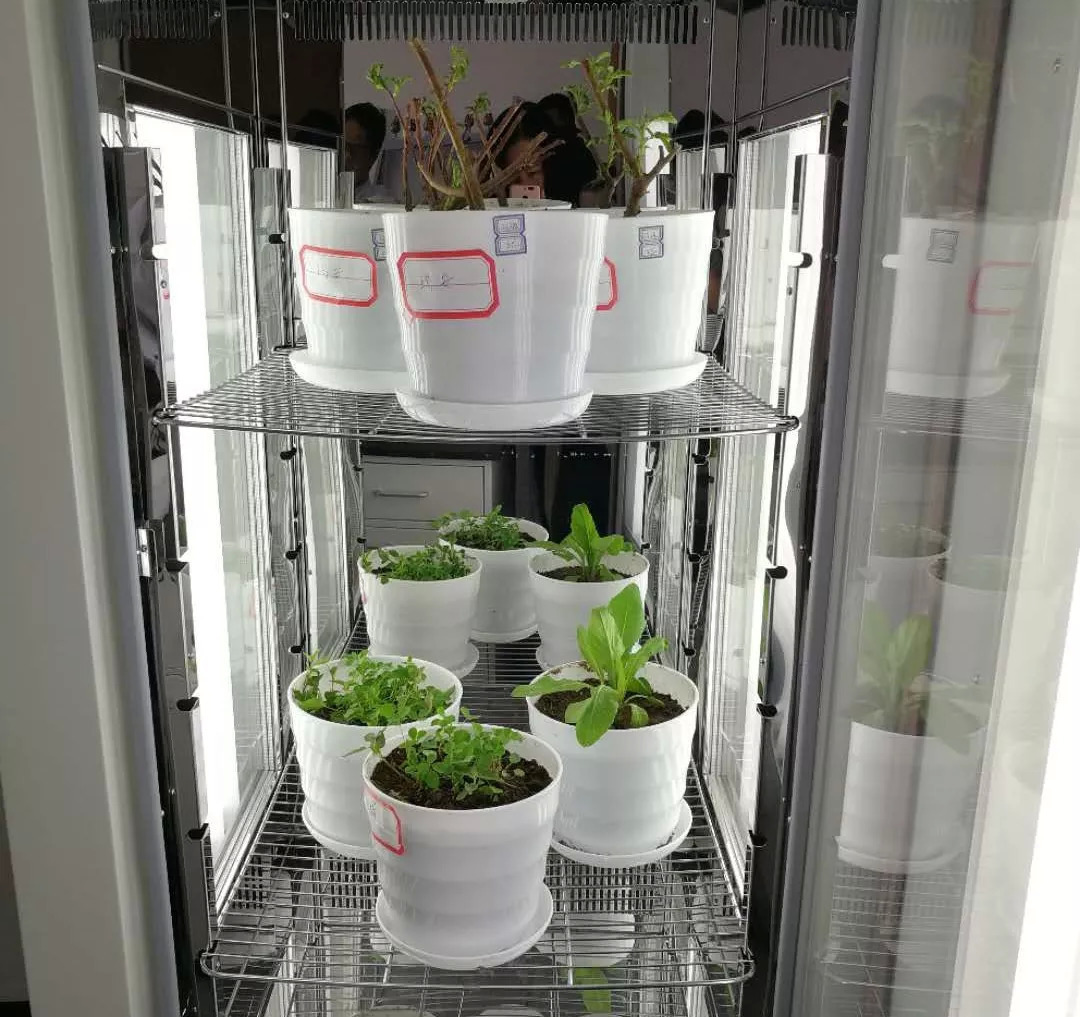 海水稻正从试验田走向餐桌 要高产更要优质