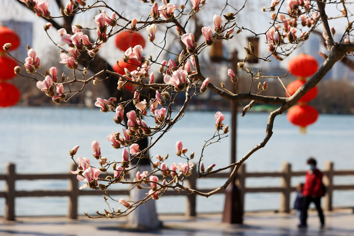 玉兰花开明湖畔 天蓝云淡春光好