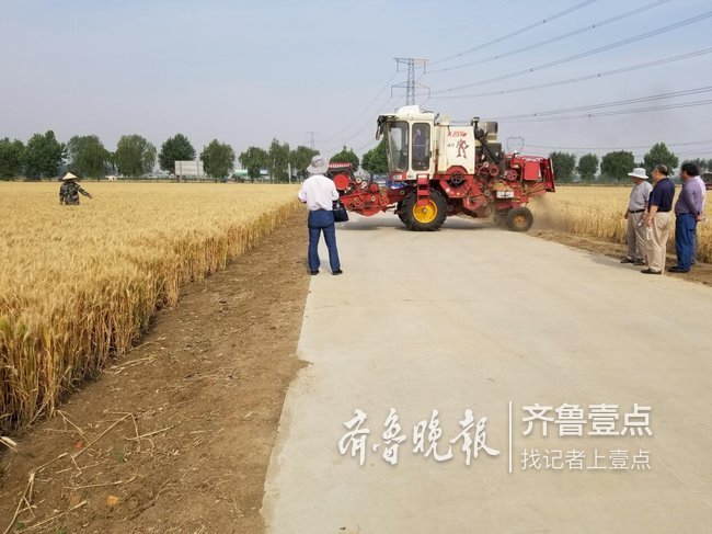 刷新最高记录!泰安一冬小麦高产攻关田亩产828.7公斤