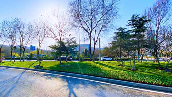 152万株花卉绽放春天 历下区园林中心完成早春布花工作