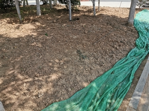 【啄木鸟在行动】烟台路部分路段绿化带内黄土裸露