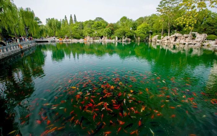 首届中国（济南）名优锦鲤大赛将于10月15日举行，身价百万名贵锦鲤亮相