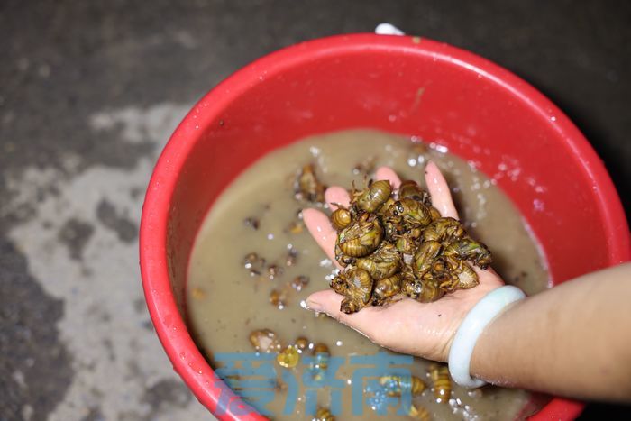 亩产收入最高达上万元 章丘这个村林下“掘金”