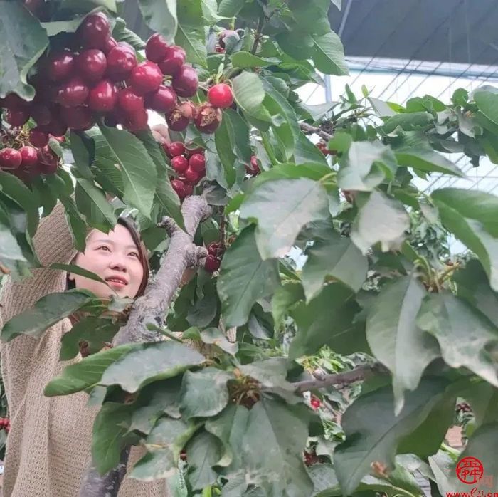 来自济南的樱桃“食”光 品舌尖上那一丝初夏的味道