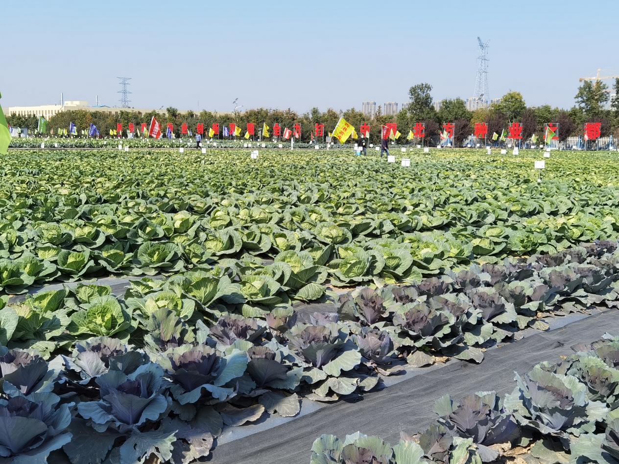 2217个蔬菜品种！济南市国家农作物品种展示评价基地迎来种业盛会