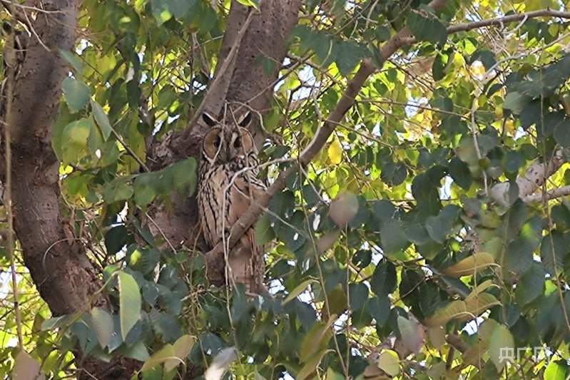 国家二级保护动物长耳鸮现身甘肃民乐