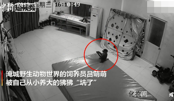 心疼又好笑！饲养员的双11购物车被狒狒提前清空，所有优惠泡汤