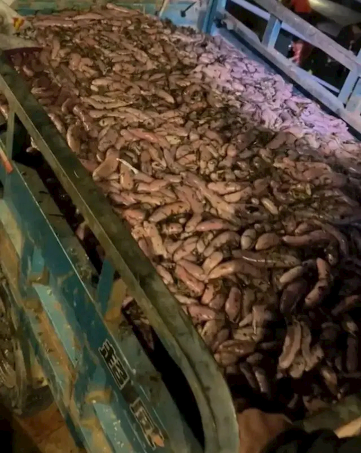 烟台海肠爆发 有人一晚捞上千斤：还有大量泸沽虾随便捡