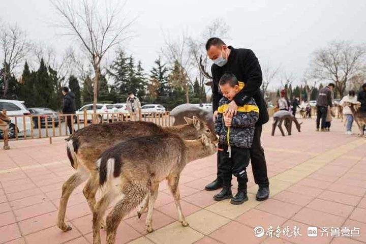 “春节档”刺激旅游业回暖，近30万人打卡济南野生动物世界