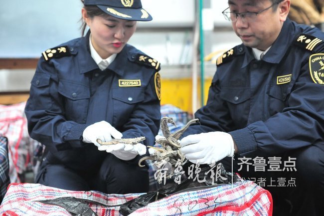 藏了1.28吨濒危生物！青岛查获全国最大海马干走私案