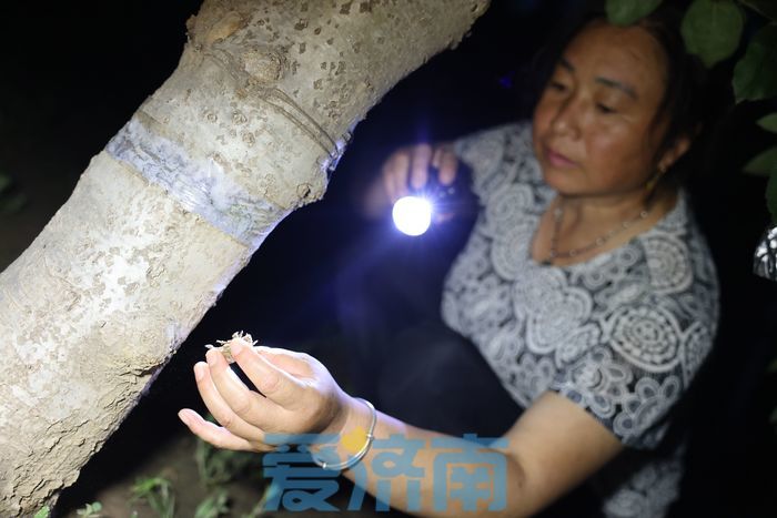 亩产收入最高达上万元 章丘这个村林下“掘金”