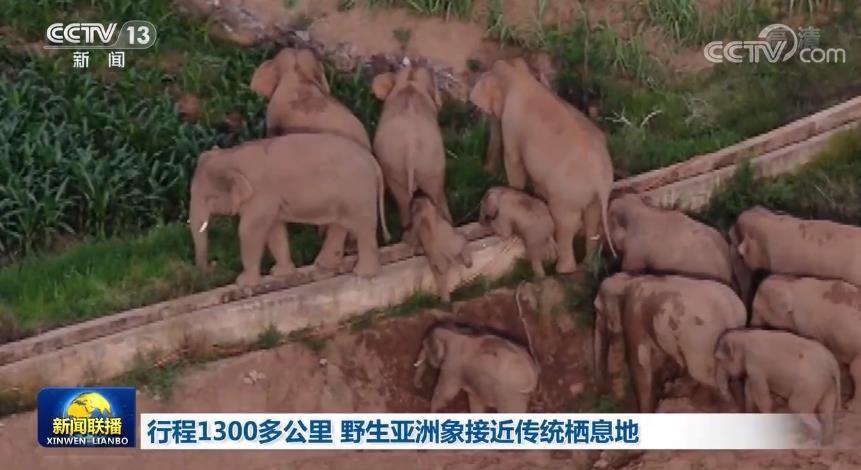 行程1300多公里 野生亚洲象接近传统栖息地