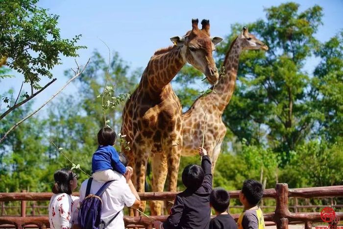 济南市文化旅游局推出“春季旅游指南”➁家庭总动员：萌宠互动 亲子运动