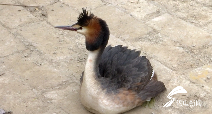 聊城一村民家现“稀奇大鸟”，长相独特、脾气还很躁