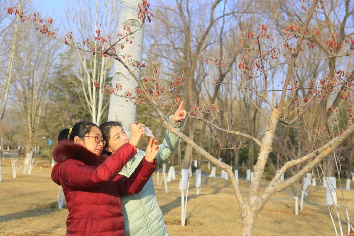 济南植物园：寒冬腊月 红果挂满枝头
